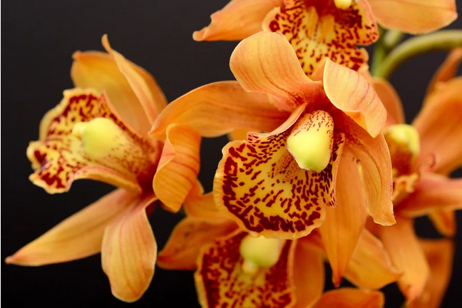 Palacete das Artes tem Mostra de Orquídeas e Bonsai até domingo