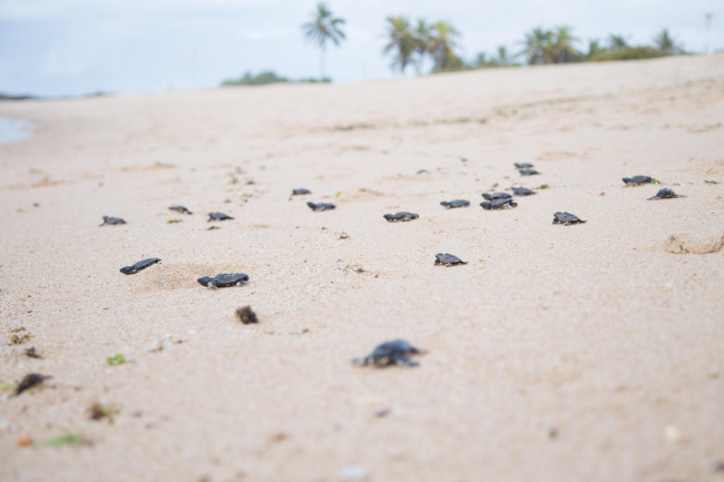 Stella Maris recebe ação de preservação de área de tartarugas marinhas neste sábado