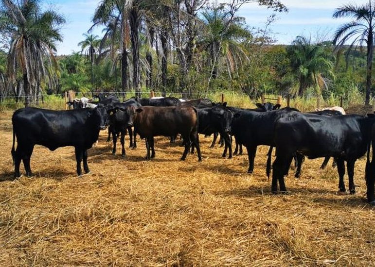 Bandidos matam e roubam as carnes de cinco cabeças de gado em São Gonçalo dos Campos