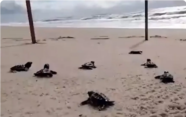 Ilhéus realiza a soltura de 300 filhotes de tartarugas marinhas