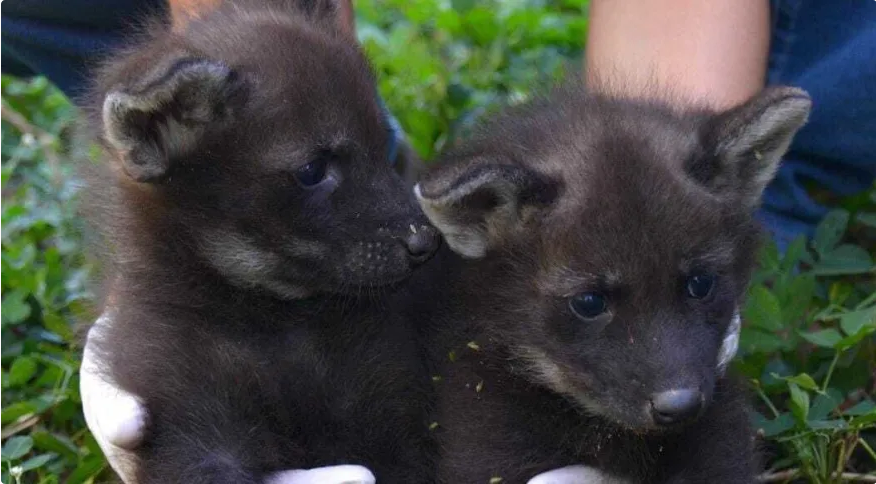 Barreiras: Parque Vida Cerrado comemora o nascimento de filhotes de lobo-guará