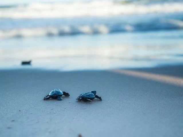 Em meio a anúncio de Parque Aquático, Costa do Sauípe celebra Dia da Tartaruga Marinha