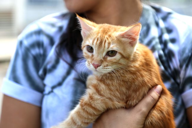 Salvador terá vacinação gratuita da V4 para gatos na segunda-feira