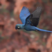 Arara-azul-de-lear vira símbolo do turismo de observação de aves da Bahia