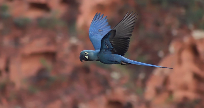 Arara-azul-de-lear vira símbolo do turismo de observação de aves da Bahia