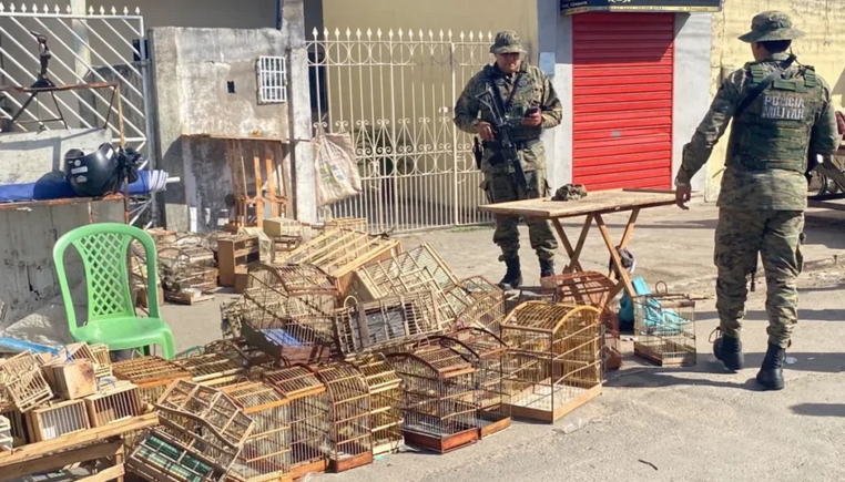 Quinze pessoas são presas em Feira de Santana por comércio ilegal de aves