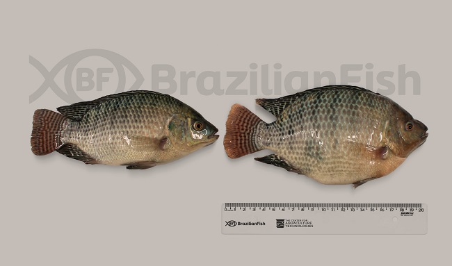 Brazilian Fish anuncia primeira tilápia geneticamente editada para desempenho no Brasil