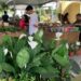Lauro: Abertura da Feira das Flores em Vilas do Atlântico terá horário especial