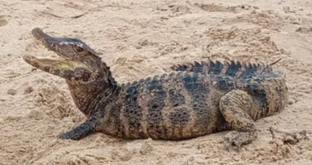 PM-BA resgata jacaré na Praia de Patamares em Salvador