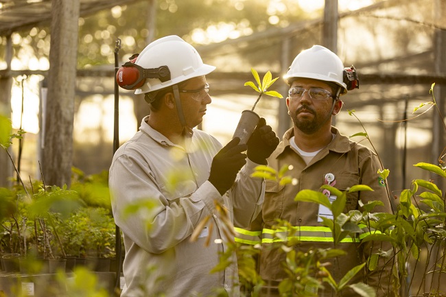 Meio Ambiente: Appian e Atlantic Nickel revegetam mais de 270 hectares de Mata Atlântica no Sul da Bahia