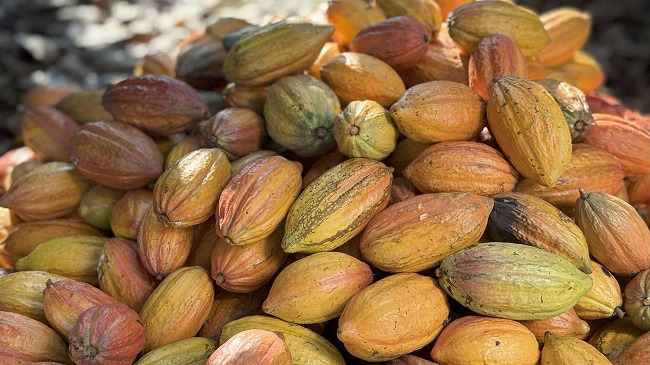 Cacauicultura 4.0: Oeste Baiano sedia maior evento da cacauicultura brasileira