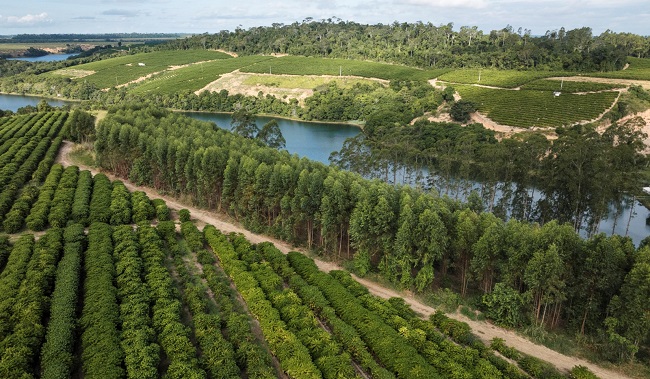 Nestlé avança com o NESCAFÉ Plan em práticas regenerativas e café sustentável