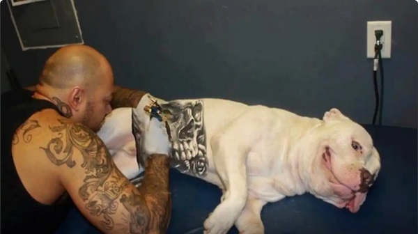 Governo Federal sanciona lei que proíbe tatuagens e piercings em cães e gatos