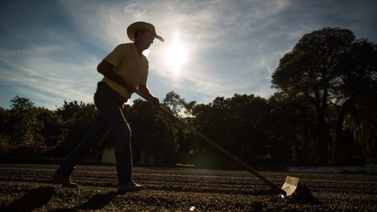 Agro baiano bate recorde de empregos com alta de 509% em maio, aponta Faeb