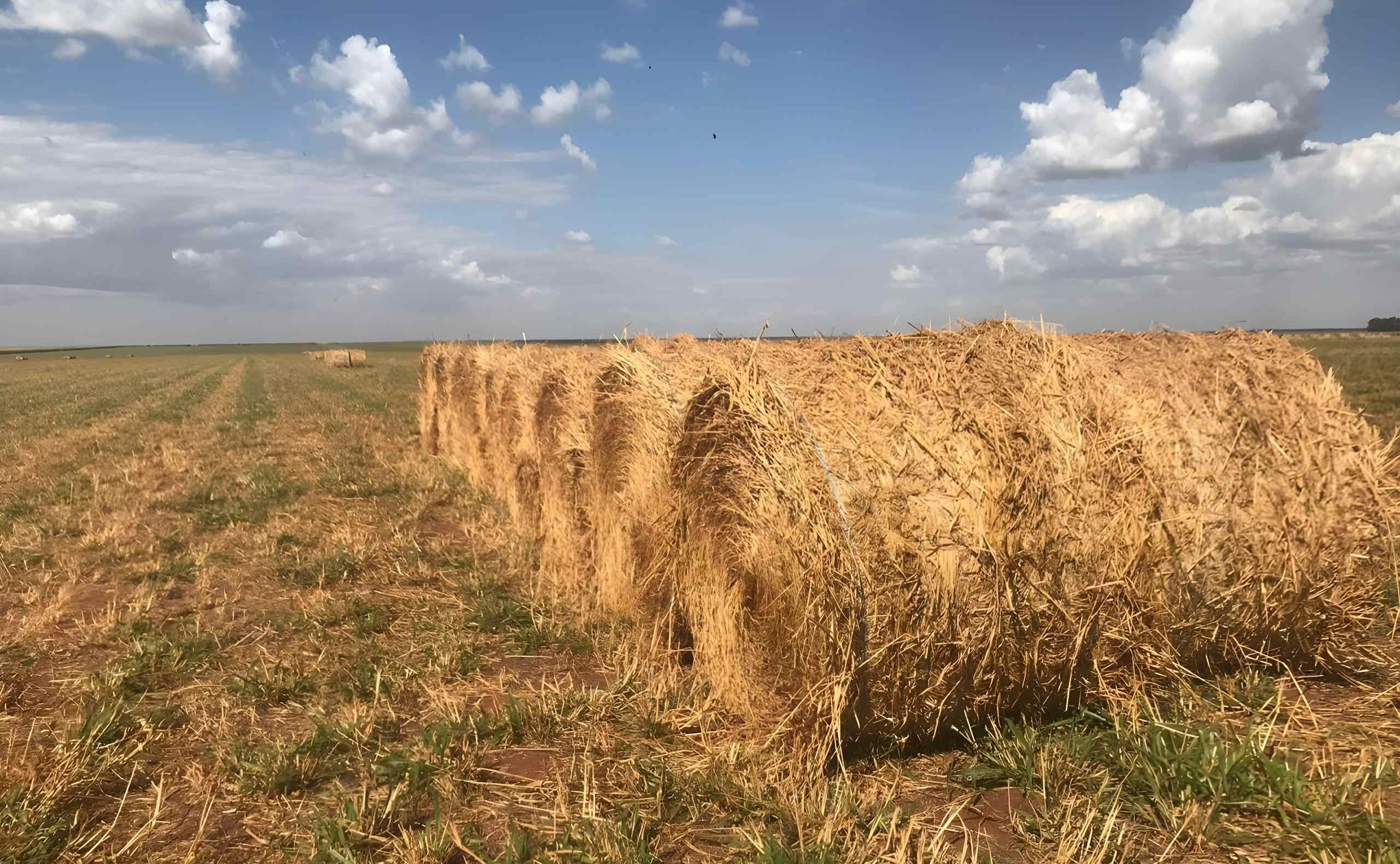Agro: Feno fortalece a pecuária na seca e garante desempenho do rebanho
