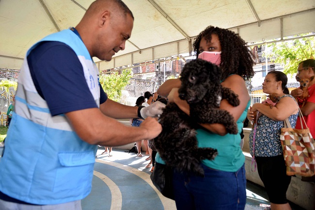 Salvador inicia Campanha de Vacinação Antirrábica Animal 2025 nesta segunda