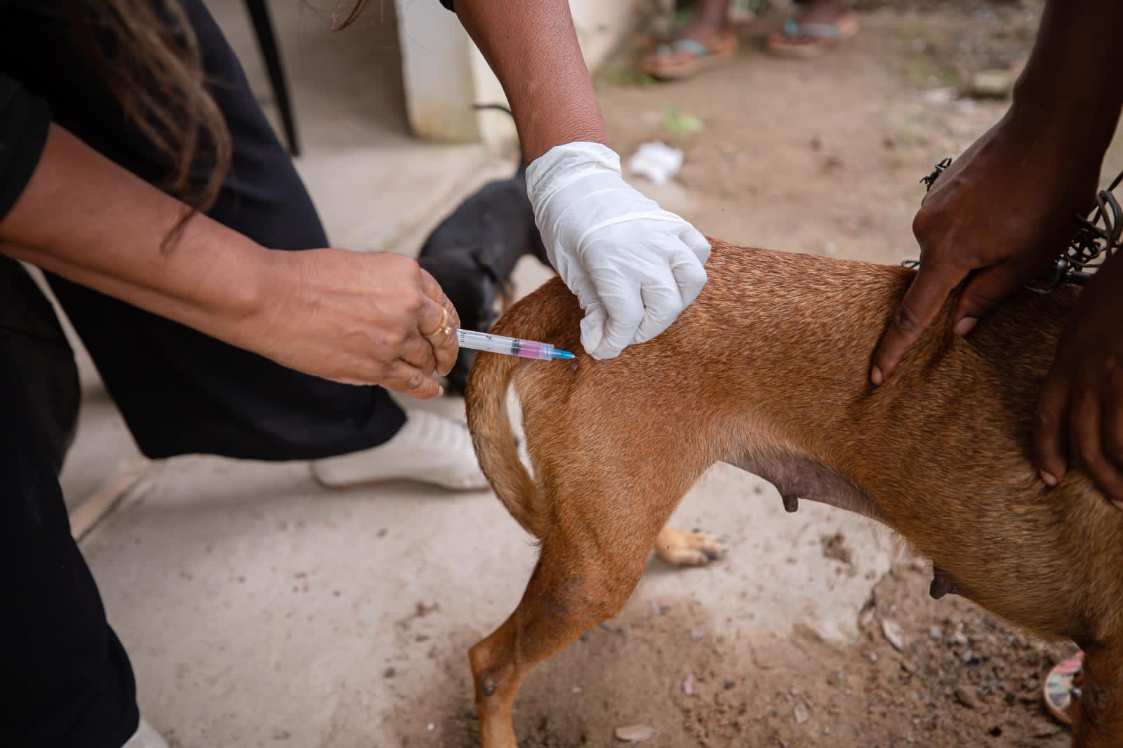 Prefeitura de Lauro inicia Campanha de Vacinação Antirrábica para cães e gatos
