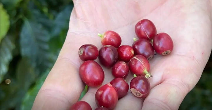 China aprova que 183 novas empresas brasileiras exportem café ao país