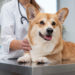 Unifacs faz campanha educativa sobre Leishmaniose Canina em Salvador