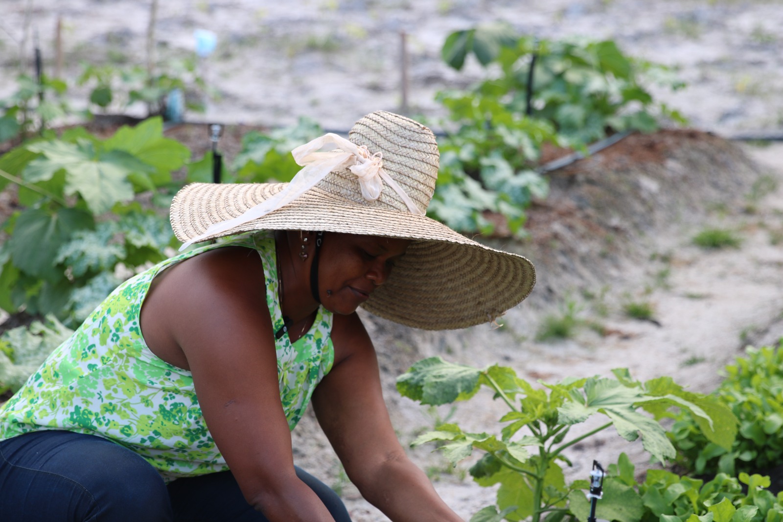 Programa Frutos de Camaçari entrega mudas para agricultores familiares