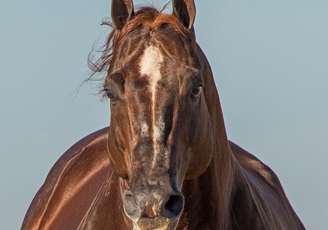 AGRO: Filhos do primeiro garanhão Superhorse a chegar ao Brasil vão a leilão