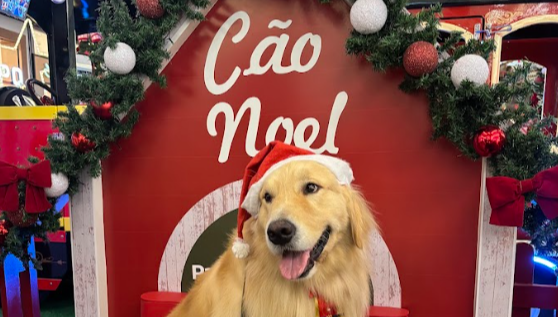 Cães terapeutas participam do Natal do Parque Shopping Bahia 