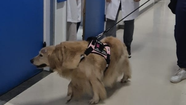 Cadelinha terapeuta Lola encanta crianças e adultos no Hospital Roberto Santos