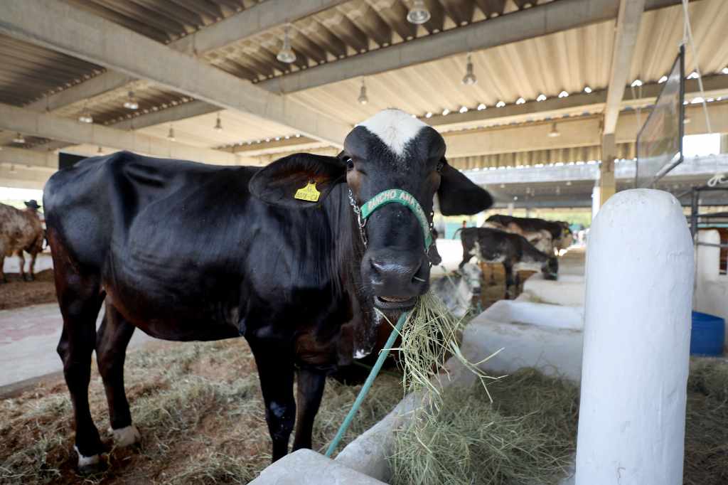 Leilões e acesso a financiamento aumentam oportunidades na Fenagro 2025