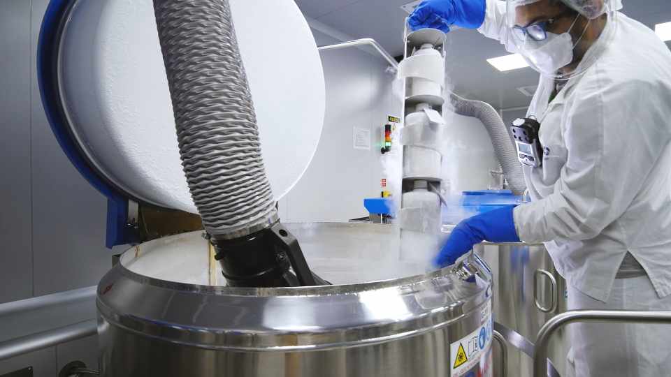 AGRO: Brasil passa a ter banco nacional de antígenos e vacinas contra febre aftosa