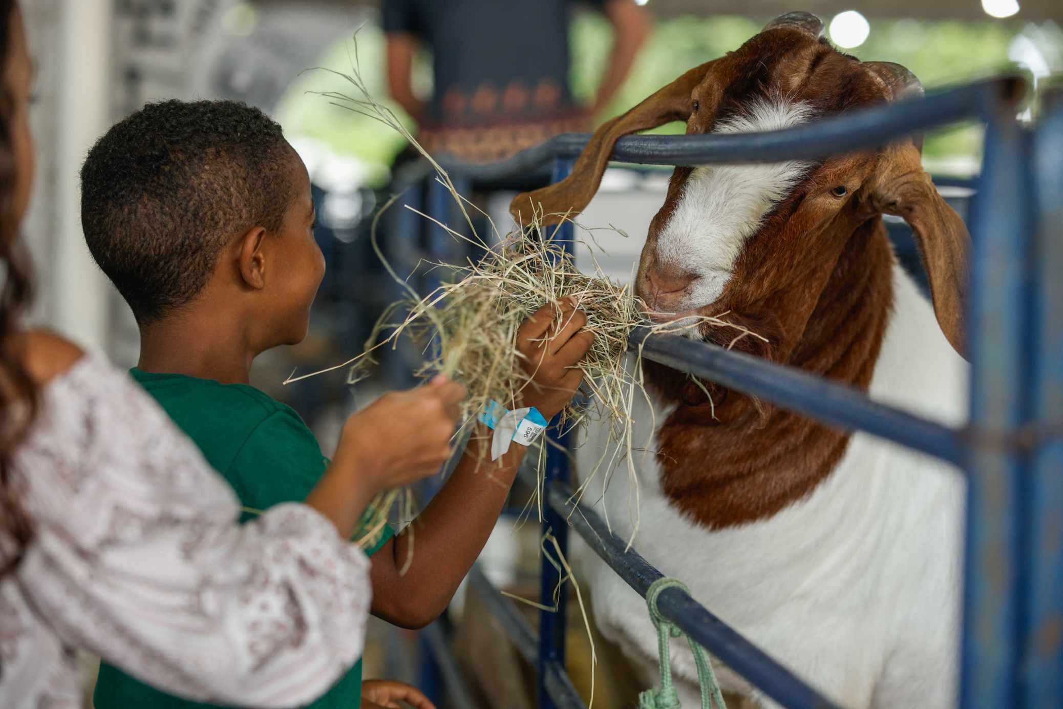 Fenagro 2025 encerra sua 34ª edição neste domingo com shows e experiências rurais
