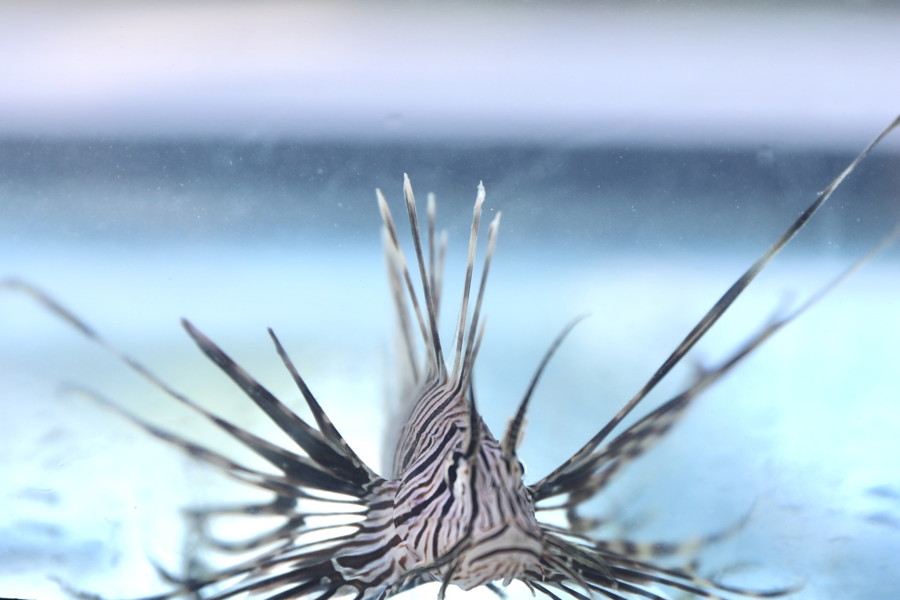 Governo da Bahia convoca população para registrar avistamentos de peixe-leão