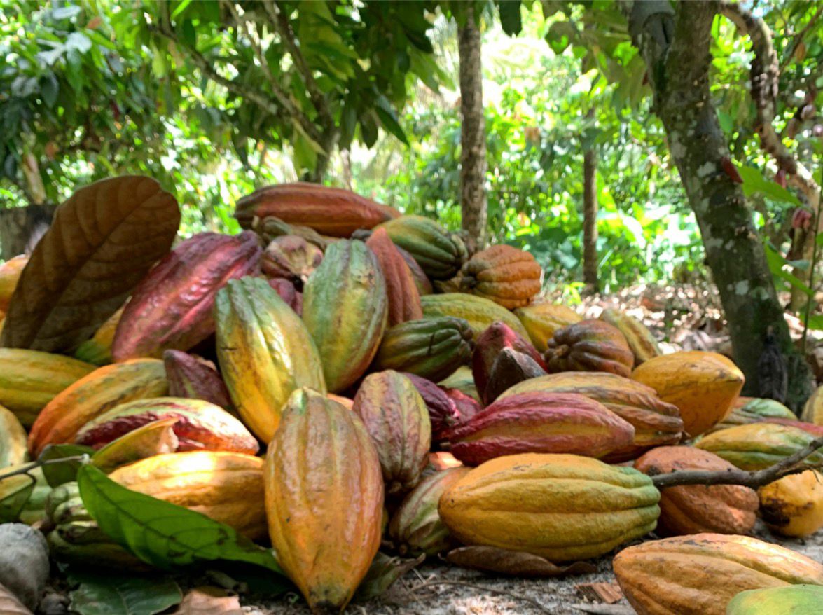”Cacau importado gera desemprego na Bahia”, afirma Luciano Araujo