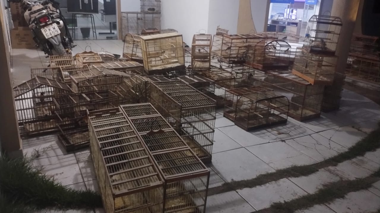 Cetas do Inema apoia operação que resgatou mais de 340 animais silvestres