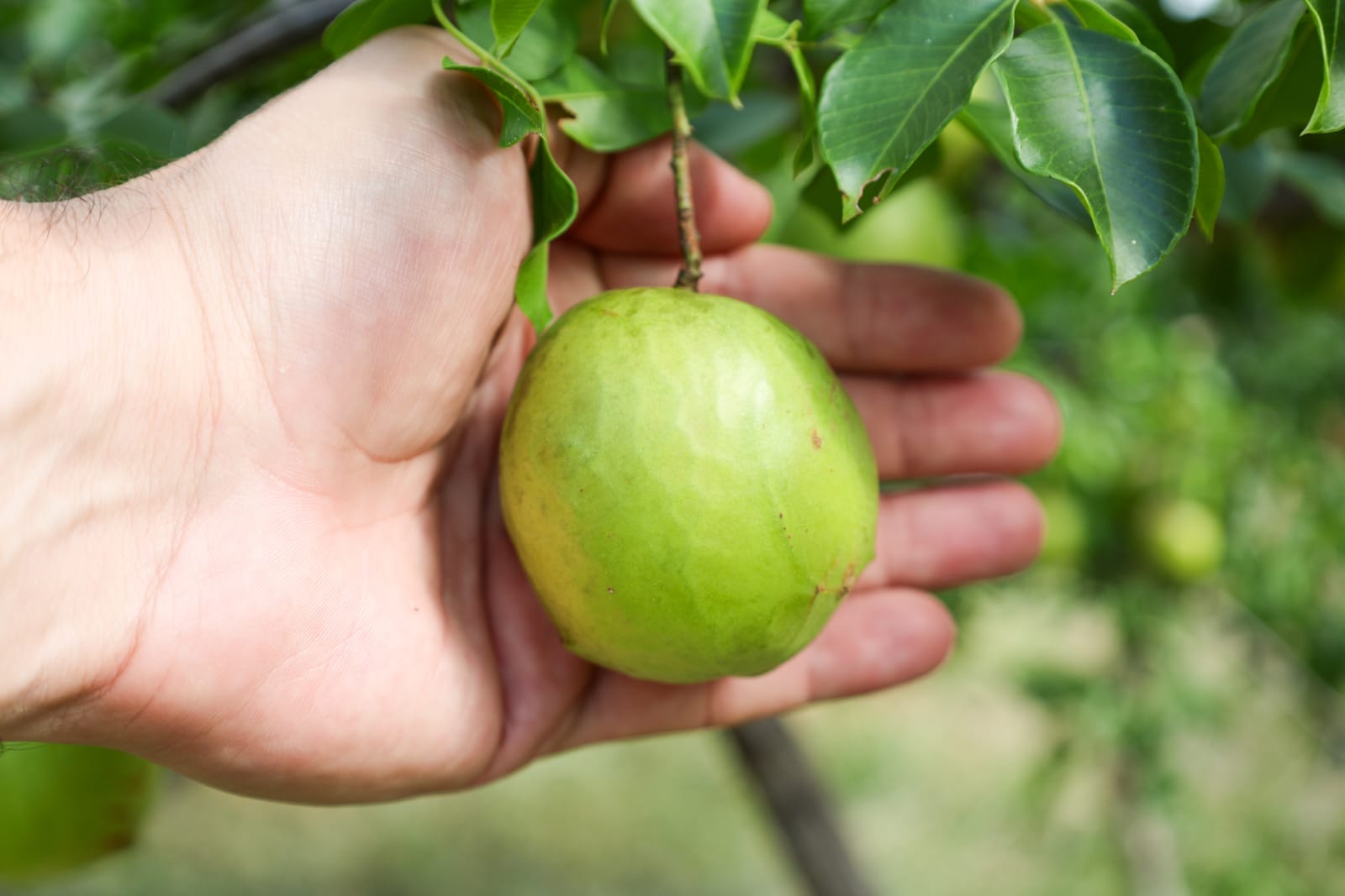 Expansão da produção do umbu gigante é tema de encontro em Vitória da Conquista