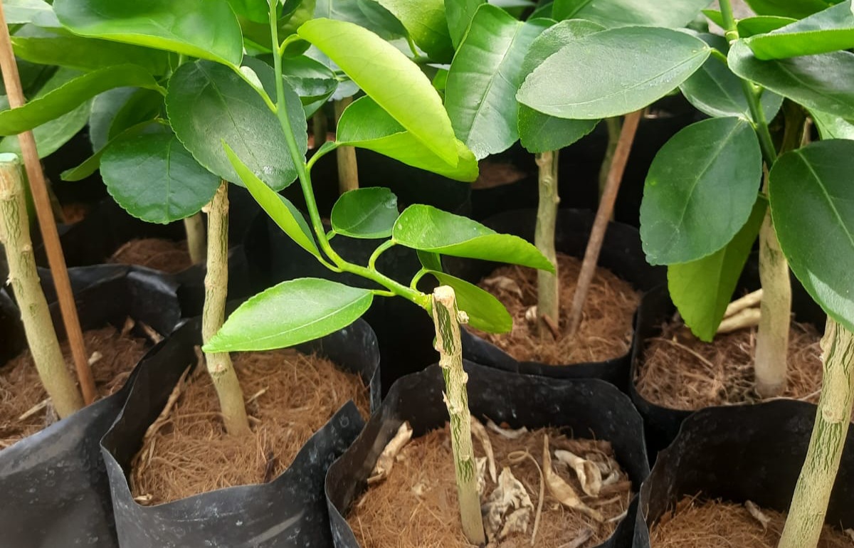 Caravana Fitossanitária dos Citros percorre municípios do Litoral Norte e Agreste baiano