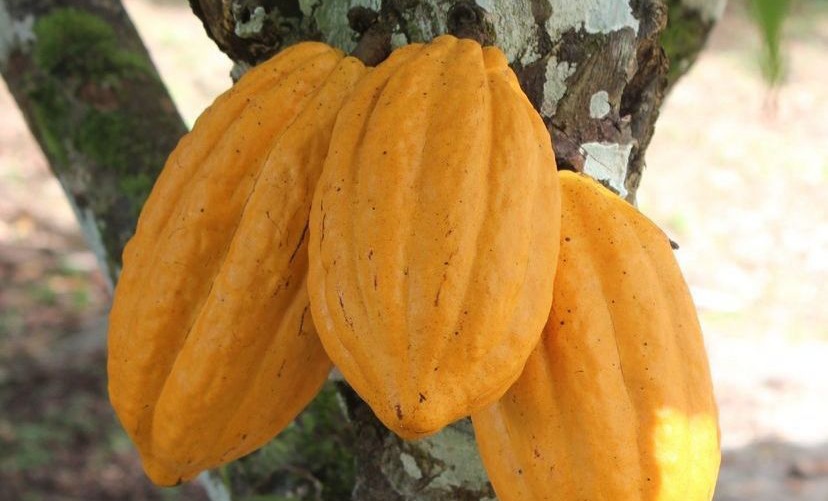 Governo da Bahia celebra avanço em projeto que valoriza o cacau nos chocolates