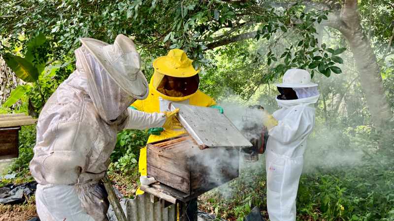 Governo da Bahia fortalece a apicultura no Recôncavo com entrega de 220 kits