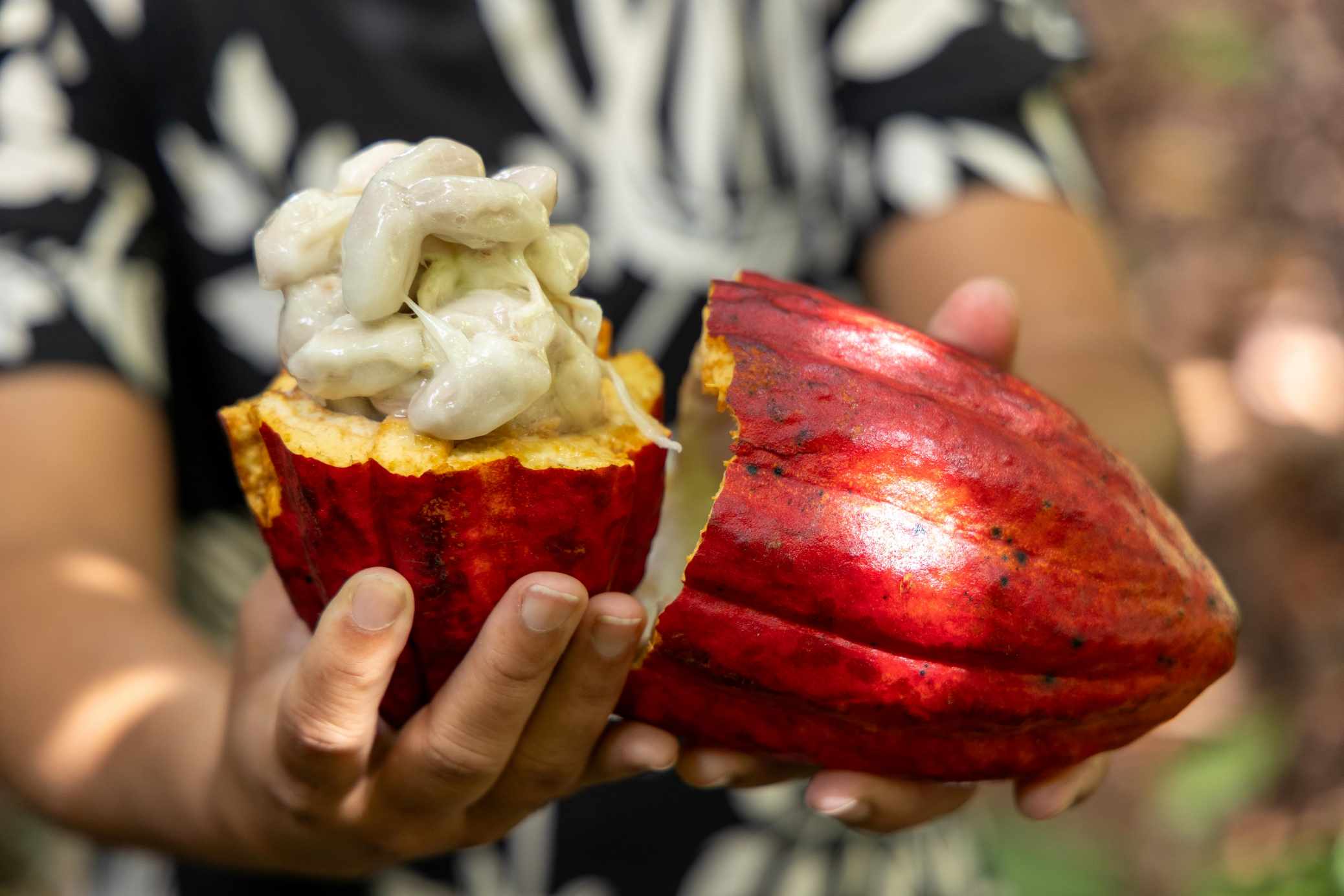 Com articulação da Bahia, Governo Federal muda regras de importação de cacau