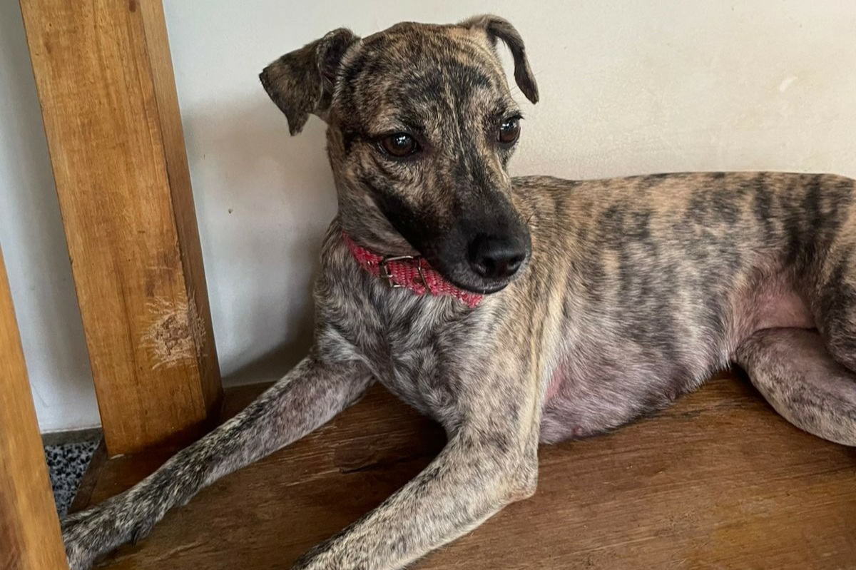 Adoção de pets e vacinação antirrábica gratuita movimentam Lauro de Freitas neste sábado