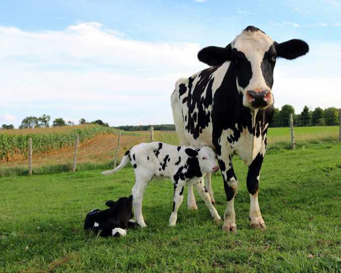 ADAB destaca ações de prevenção à brucelose durante o Mês da Saúde Animal
