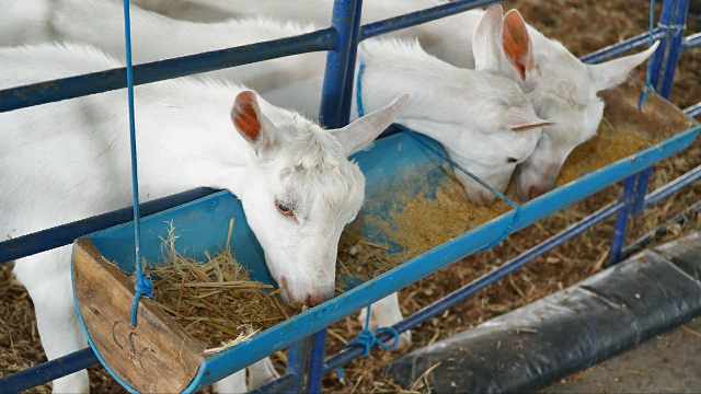 Seagri entrega Centro de Comercialização de Animais em Remanso para potencializar produção de caprinos e ovinos