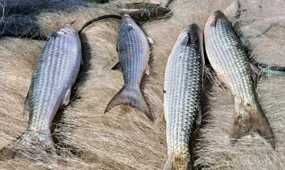 Direto da BTS: Pesca de tainha na modalidade arrasto de praia está suspensa