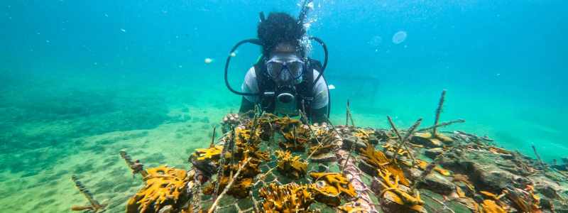 Dia Mundial dos Oceanos: Projeto Corais de Maré atinge a marca de 3.181 colônias cultivadas e em desenvolvimento na BTS